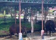 Taman Satwa Sawahlunto Berbenah Sambut Wisatawan