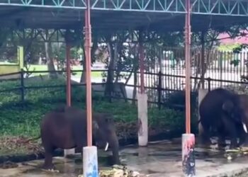 Taman Satwa Sawahlunto Berbenah Sambut Wisatawan