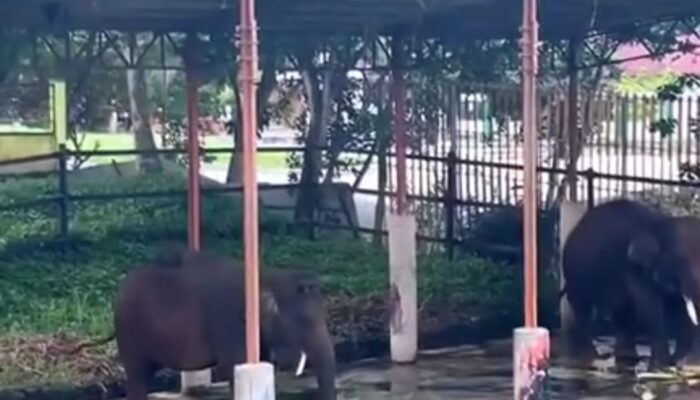 Taman Satwa Sawahlunto Berbenah Sambut Wisatawan