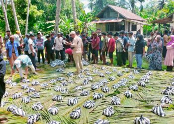 Masyarakat Nagari Parit Malintang Sembelih Kerbau “Bantai Adat” Lebaran Idul Fitri 1445 H/ 2024