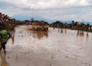 Hibur Perantau, Porwi Tanah Datar Laksanakan Pacu Jawi di Nagari Labuh, Lima Kaum