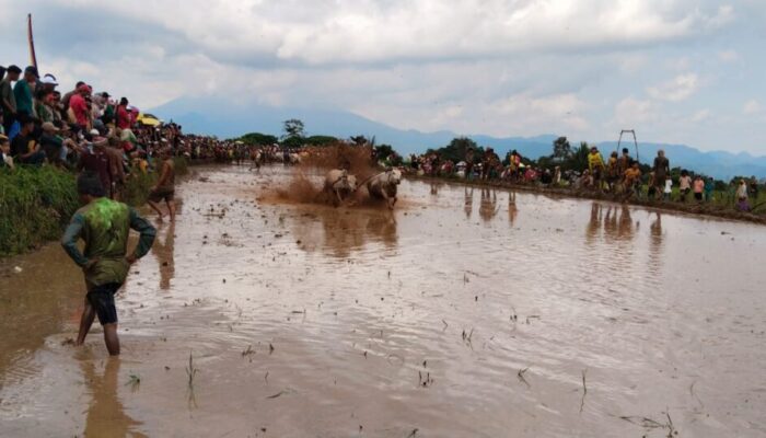 Hibur Perantau, Porwi Tanah Datar Laksanakan Pacu Jawi di Nagari Labuh, Lima Kaum