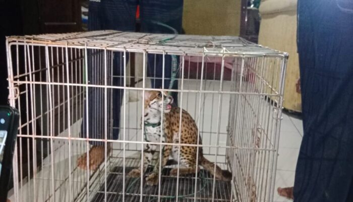 Penjelasan BKSDA Terkait Masuknya Satwa Liar ke Rumah Warga di Sawahlunto