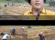 Perdana di Solok Selatan, BPP Sangir Terapkan Sistem Tanam M-TOT di Lubuk Gadang Selatan