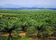 PT TKA Terima Tandan Buah Segar Hasil Kebun Masyarakat