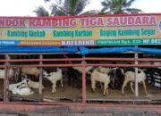 Menjelang Iduladha, Penjualan Kambing Kurban Mulai Ramai