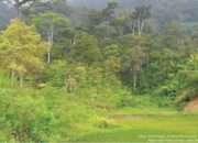 Pemerintah Mesti Serius Tekan Laju Deforestasi