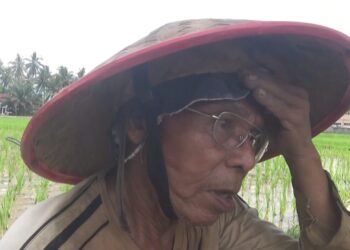 Petani di Kota Solok Lakukan Tanam Padi Serentak