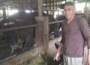 Penjualan Sapi Simmental untuk Kurban Lesu