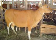 14 Ekor Sapi Bali di Padang Pariaman Mati karena Jembrana, Mutasi Virus Sulitkan Identifikasi Gejala