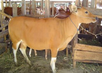 14 Ekor Sapi Bali di Padang Pariaman Mati karena Jembrana, Mutasi Virus Sulitkan Identifikasi Gejala
