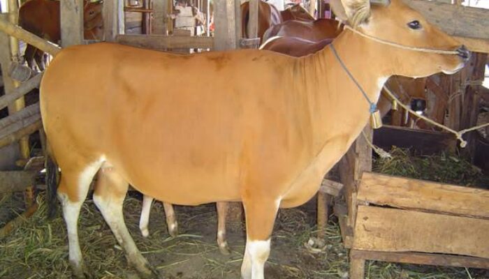 14 Ekor Sapi Bali di Padang Pariaman Mati karena Jembrana, Mutasi Virus Sulitkan Identifikasi Gejala