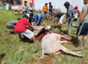 Idul Adha Tahun Ini, 1.093 Ekor Hewan Kurban Disembelih di Bukittinggi
