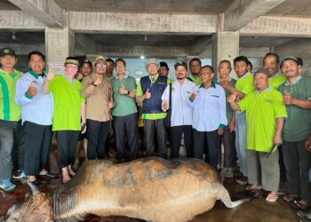 LDII Sumbar Serahkan Sapi Ukuran Jumbo untuk Korban Terdampak Bencana Galodo