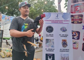 Shamo Breeder Bukittinggi Borong Gelar Juara Westpex 2024