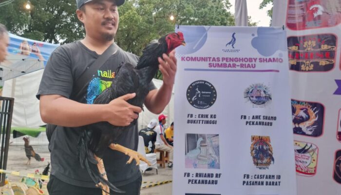 Shamo Breeder Bukittinggi Borong Gelar Juara Westpex 2024