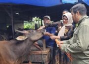 Pastikan Hewan Kurban ASUH, Dinas Pertanian Cek Ribuan Sapi