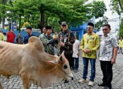 Perumda Air Minum Kota Padang Berkurban 89 Ekor Hewan