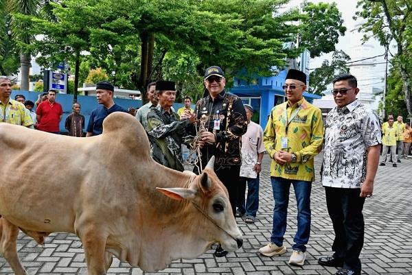 Perumda Air Minum Kota Padang kurbankan 89 ekor hewan kurban yang terdiri dari 51 ekor sapi dan 38 ekor kambing pada hari Iduladha 1445 H.
