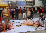 Pertahankan Semangat Berbagi, Keluarga Besar UPGRISBA Berkurban 8 Ekor Sapi