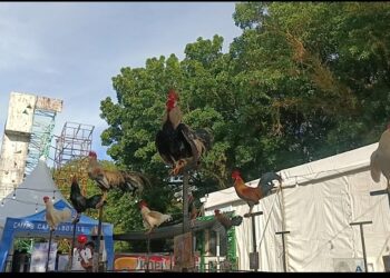 Ratusan orang penghobi ayam hias dari penjuru tanah air, mengikuti helatan West Sumatra Pet Expo atau Wespex 2024, Sabtu (22/6/2024).