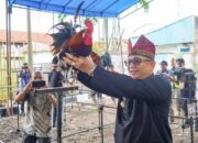 HUT Kota Padang, Pemko Gelar Lomba Ayam Kukuak Balenggek