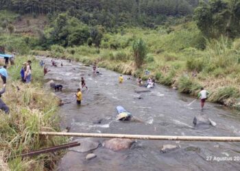 Menjala Ikan Larangan Batu Kasek Nagari Salimpek Dibuka, Peserta Banyak dari Luar Daerah
