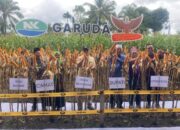 Tingkatkan Produksi Jagung, NK 306 Garuda Diluncurkan di Pasaman Barat