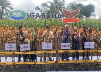 Tingkatkan Produksi Jagung, NK 306 Garuda Diluncurkan di Pasaman Barat