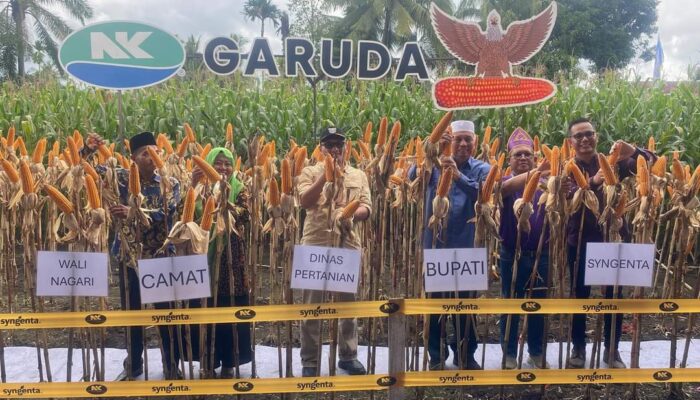 Tingkatkan Produksi Jagung, NK 306 Garuda Diluncurkan di Pasaman Barat