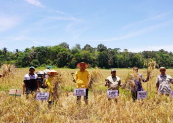 Dihadiri Bupati Sijunjung, Kelompok Tani Tarote Gelar Field Day Panen Padi