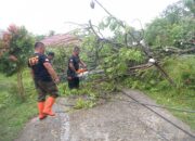 Hujan dan Angin Kencang di Kota Padang Sebabkan Pohon Tumbang, Ini Sebarannya