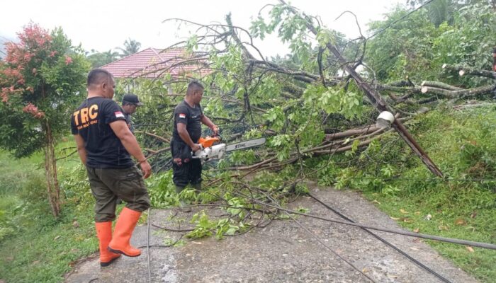 Hujan dan Angin Kencang di Kota Padang Sebabkan Pohon Tumbang, Ini Sebarannya