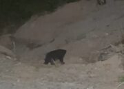 Beruang Berkeliaran, Petani Nagari Tanjung Alam Dharmasraya Mulai Resah