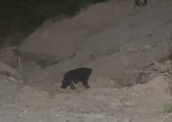 Penampakan Beruang di sekitar ladang masyarakat di Tanjung Alam Kecamatan Asam Jujuhan Kabupaten Dharmasraya. IST