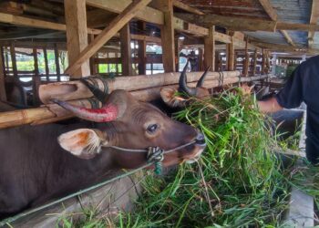 Jurus Kolaborasi Japfa Comfeed Sukseskan Pengentasan Stunting Hingga Dorong Optimalisasi Potensi Ekonomi Sumbar