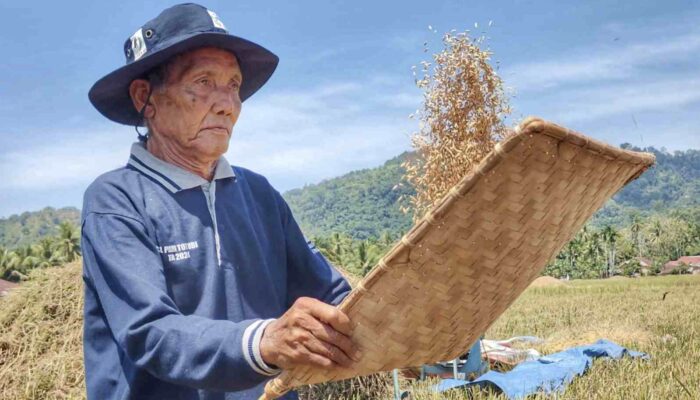 Pokok Murah Hasil Melimpah, Petani Nikmati Keuntungan 35 Persen Tanam Metode MTOT