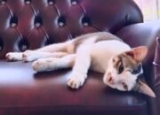 Kucing Anda Demam? Jangan Khawatir, Begini Cara Merawatnya