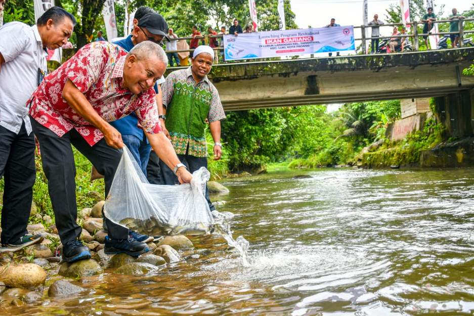 PT Semen Padang meluncurkan program revitalisasi Ikan Gariang dengan melepas 2.500 ekor ikan Gariang langka (Tor douronensis) di Lubuk Larangan