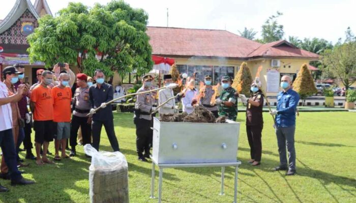 Polres Pasaman Barat Musnahkan Barang Bukti Narkotika Jenis Ganja