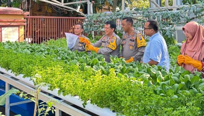Tingkatkan Swasembada Pangan, Polresta Padang Panen Raya Sayur Hiydroponik dan Ratusan Ikan