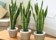 Ingin Ruangan Anda Punya Sirkulasi Udara Bagus? Letakkan Tanaman ini, Ada Segudang Manfaatnya!