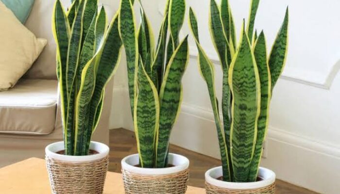 Ingin Ruangan Anda Punya Sirkulasi Udara Bagus? Letakkan Tanaman ini, Ada Segudang Manfaatnya!