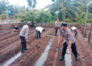 Polres Pasbar Wujudkan Swasembada Pangan, di Halaman Mako Polsek Pasaman