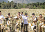 Tingkatkan Produksi Jagung, Kementan Targetkan Sejuta Hektare Lahan Baru