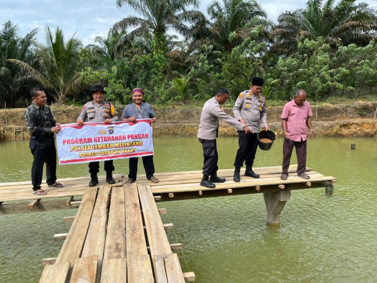 Budidaya ikan air tawar sebagai bentuk dukungan ketahanan pangan dari Polsek Lembah Melintang. Osniwati
