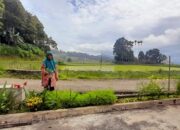 Kelompok Tani Nagari Batipuah Terima Bantuan Bibit Jeruk Manis