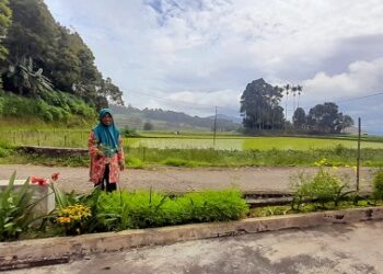 Anggota DPRD memberikan bantuan bibit jeruk manis sebanyak 400 batang kepada Kelompok Tani Sitinjau Jaya Nagari Batipuah.
