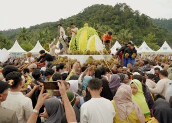 Festival Durian Solsel Bagikan 2.025 Buah Durian Gratis