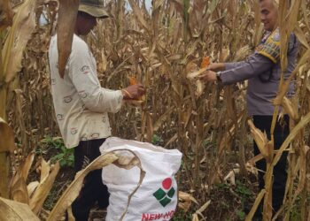 Petani Jagung di Talamau Dapat Bimbingan Teknis dari Bhabinkamtibmas Polres Pasbar